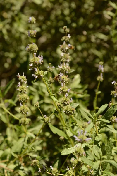 DSC_1634 (Large).JPG